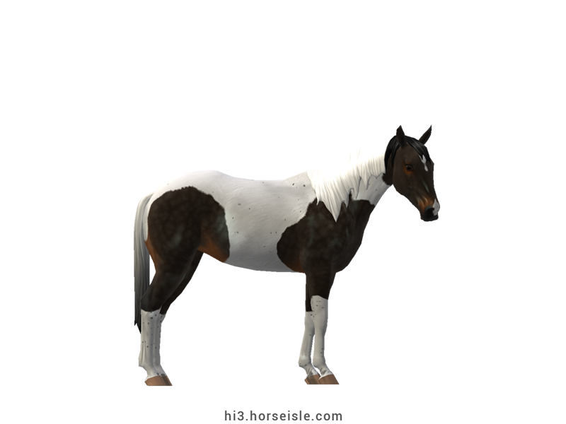 Australian Stock Horse Smoky Brown Tobiano Coat